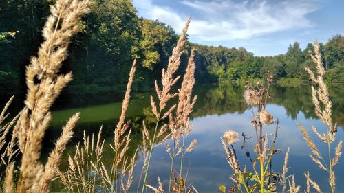 Close-up of stalks in field against sky