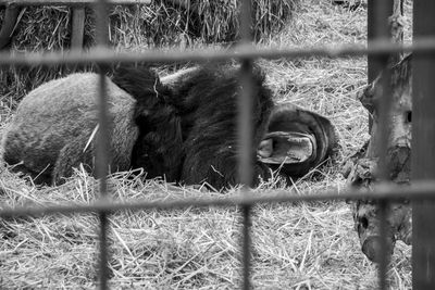 Close-up of horse in cage