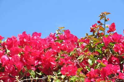 Low angle view of pink flowers blooming against clear sky