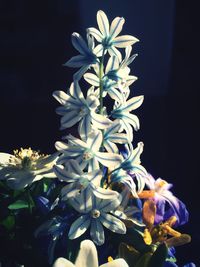 Close-up of white flower