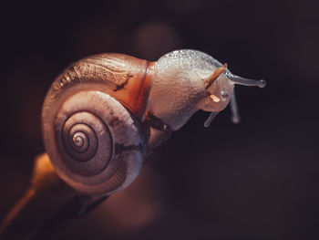 Close-up of snail on plant