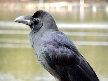 Close-up of crow