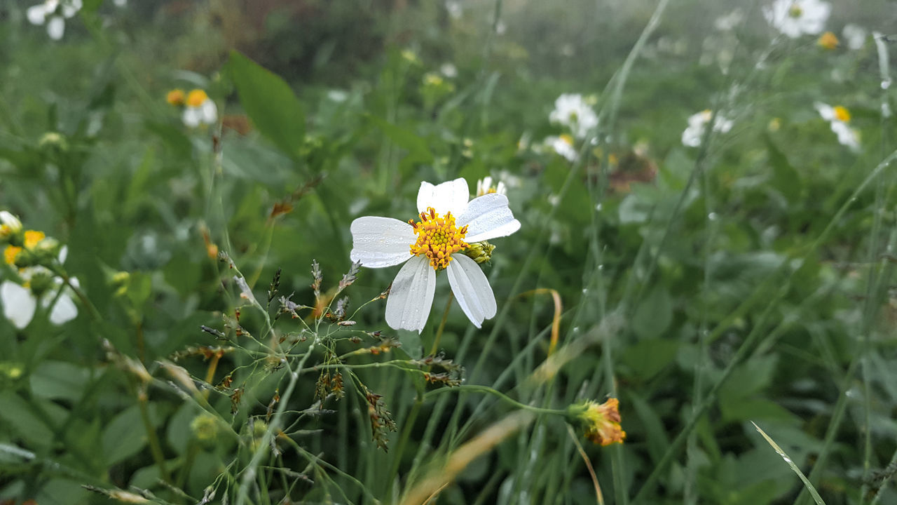 CLOSE-UP OF WHITE FLOWER PLANT