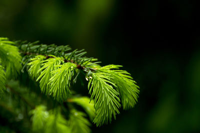 Close-up of green leaves