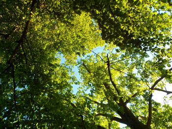 Low angle view of trees in forest