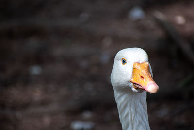 Close-up of bird