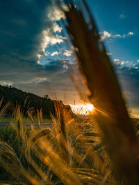 Plants growing on land against sky during sunset