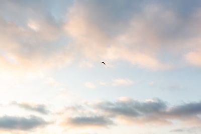 Low angle view of bird flying in sky during sunset