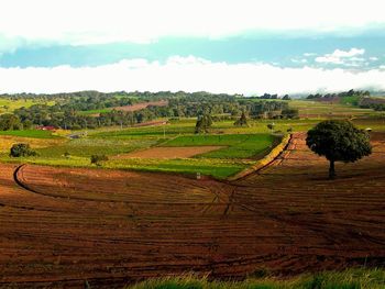 Scenic view of agricultural field against sky