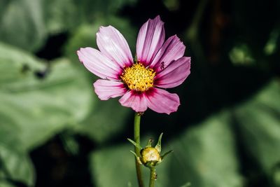 Close-up of blooming flower