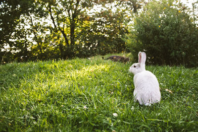 Rabbit and cat in a field