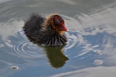 High angle view of duck swimming on lake