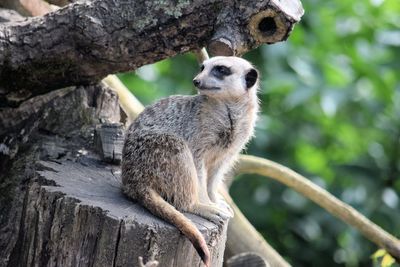 Close-up of meerkat sitting on wood