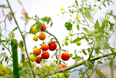 Low angle view of tomatoes against sky