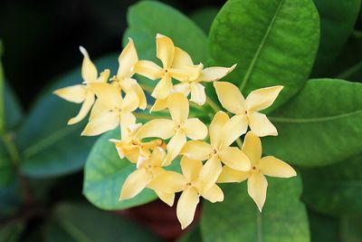 Close-up of yellow flowering plant