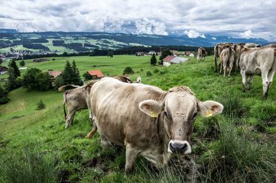 Cows grazing on grassy field against cloudy sky