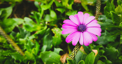 Close-up of pink flower