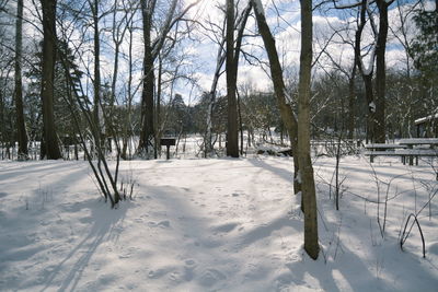 Bare trees on snow covered field