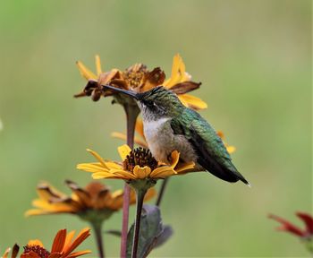 Hummingbird and yellow flowers