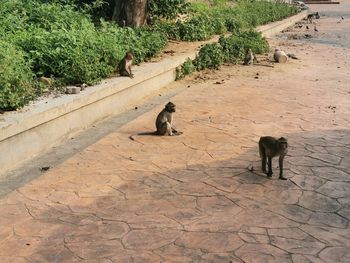 High angle view of two cats on footpath