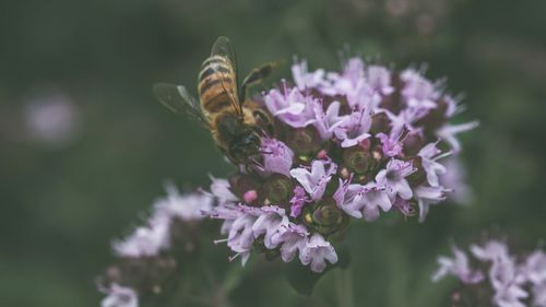 Close-up of butterfly pollinating on purple flower