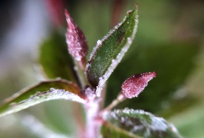 Close-up of wet plant leaves