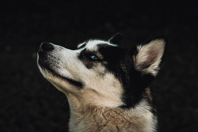 Husky looking left