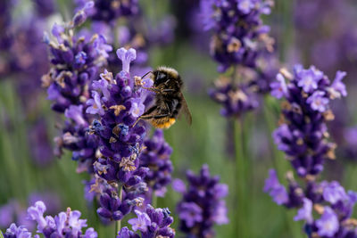 Bee pollinating on purple flowering plant
