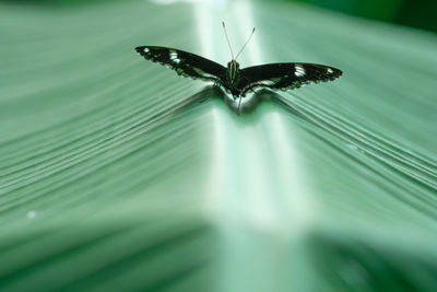 Close-up of butterfly on flower