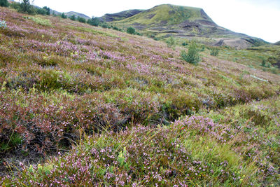 Scenic view of flowering plants on field against sky