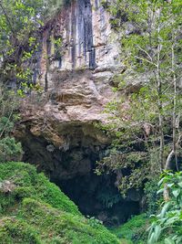 Plants and rocks in forest