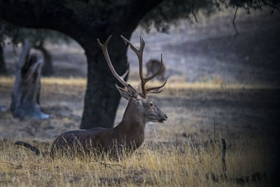 Deer on field