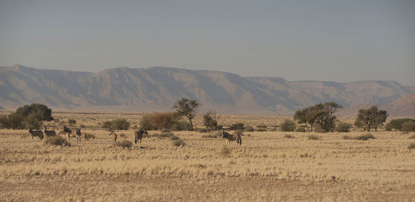 Zebras against sky