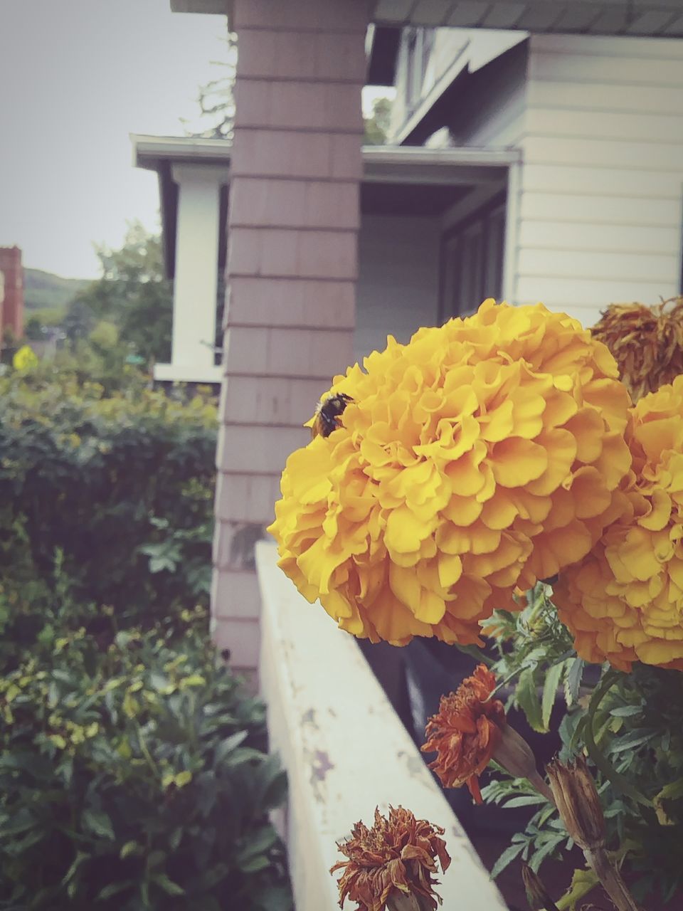 CLOSE-UP OF YELLOW FLOWERING PLANTS AGAINST BUILDING