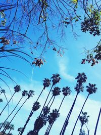 Low angle view of trees against blue sky