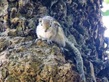 Close-up of squirrel on rock