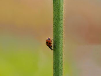 Close-up of ladybug on plant stem