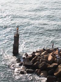 High angle view of bird on rock in sea