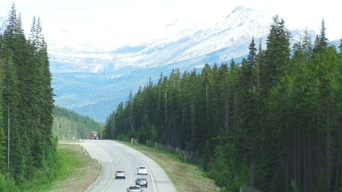 Road amidst trees and mountains