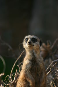 Close-up of a meerkat