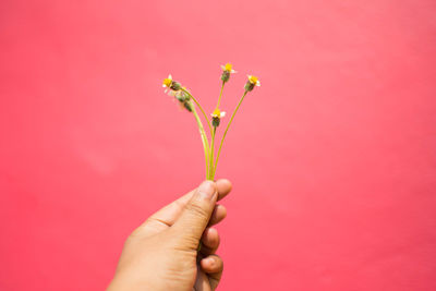Cropped hand of woman holding flower against red background
