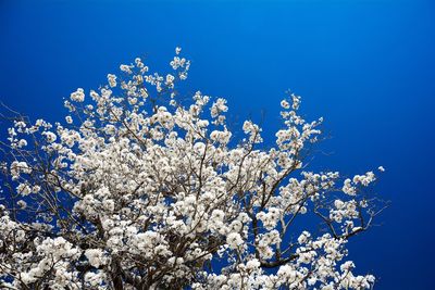 Low angle view of flowers against blue sky