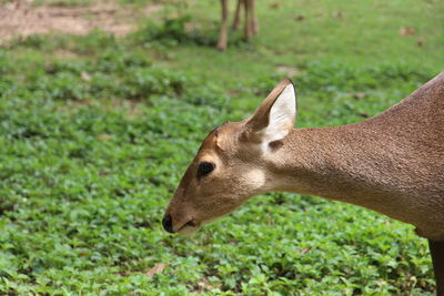 Close-up of rabbit on grass