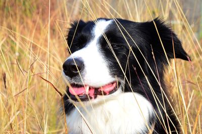 Close-up of dog