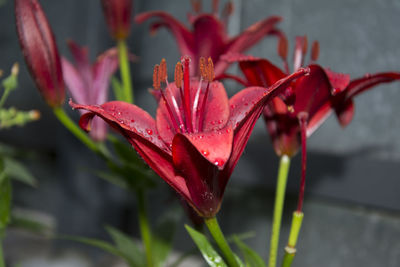 Close-up of wet red flower