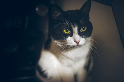 Close-up portrait of a cat