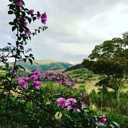 Pink flowers blooming on tree against sky
