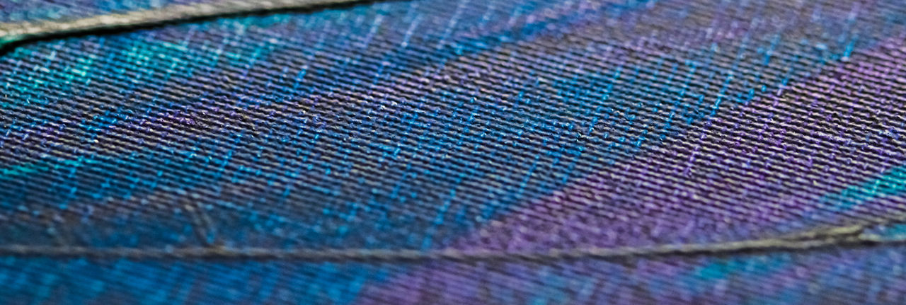 DETAIL SHOT OF PEACOCK FEATHER