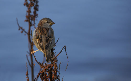 Bird perching on branch against sky