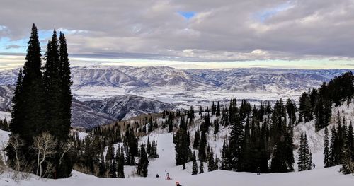 Panoramic view of trees on snow covered landscape